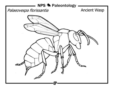 Prehistoric Wasp (Palaeovespa Florissantia) Coloring Page